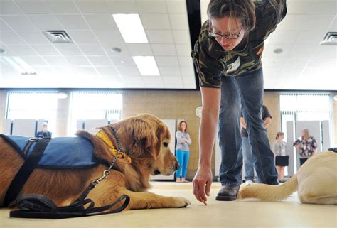 therapy dog training connecticut